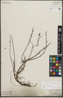 Foto von Salix repens subsp. incubacea (L.) A. Neumann